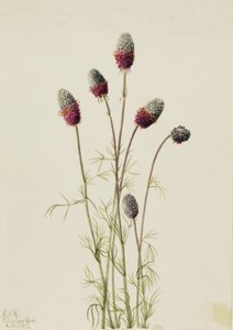 Purple Prairieclover Petalostemon purpureum, 1927. 作者 玛丽·沃克斯·沃尔科特