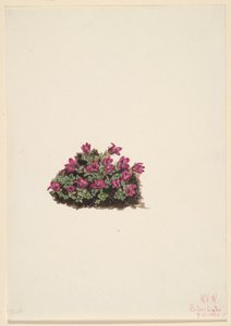 紫虎耳草（Saxifraga oppositifolia） 作者 玛丽·沃克斯·沃尔科特