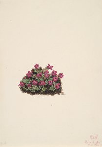 Purple Saxifrage Saxifraga oppositifolia, 1924. 作者 玛丽·沃克斯·沃尔科特