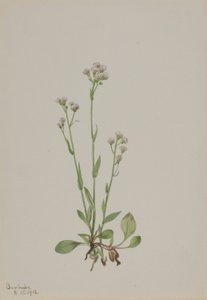猫爪草（Antennaria racemosa） 作者 玛丽·沃克斯·沃尔科特
