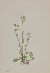 Pussy-Toes Antennaria racemosa, 1918. 作者 玛丽·沃克斯·沃尔科特
