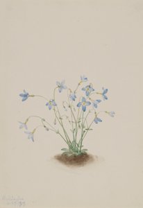 贵格花（Houstonia caerulea） 作者 玛丽·沃克斯·沃尔科特