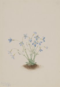 Quakerladies Houstonia caerulea, 1917. 作者 玛丽·沃克斯·沃尔科特