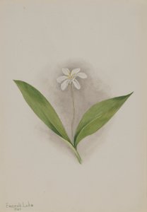 金雀花 作者 玛丽·沃克斯·沃尔科特