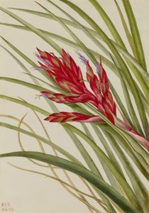 簇叶莳萝（Tillandsia fasciculata） 作者 玛丽·沃克斯·沃尔科特