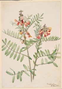 兔豆（Cracca virginiana） 作者 玛丽·沃克斯·沃尔科特