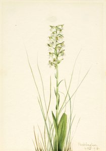 Ragged Fringe-orchid Habenaria lacera, 1918. 作者 玛丽·沃克斯·沃尔科特