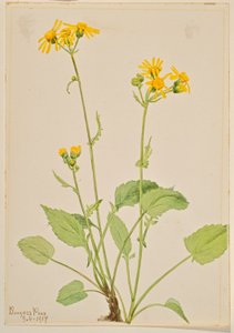 瑞格草（Senecio burkei） 作者 玛丽·沃克斯·沃尔科特