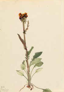 无雷地肤草（Senecio pauciflorus） 作者 玛丽·沃克斯·沃尔科特