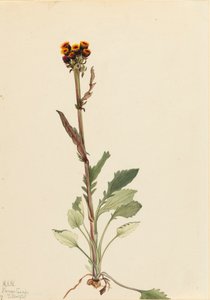 Rayless Groundsel Senecio pauciflorus，1921。 作者 玛丽·沃克斯·沃尔科特