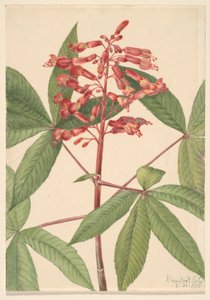 红苦楝（Aesculus pavia） 作者 玛丽·沃克斯·沃尔科特