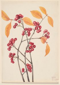 红刺玫（Aronia arbutifolia） 作者 玛丽·沃克斯·沃尔科特