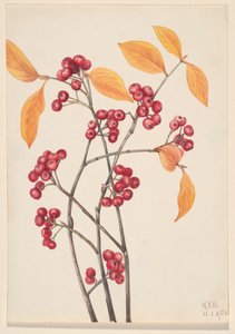红色的Chokeberry Aronia arbutifolia, 1920.