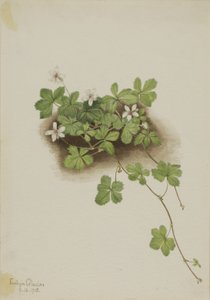 红杜鹃花 Rubus pedatus, 1918. 作者 玛丽·沃克斯·沃尔科特