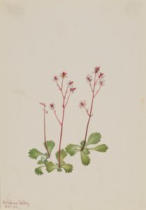 Redstem Saxifrage Saxifraga lyallii, 1916. 作者 玛丽·沃克斯·沃尔科特