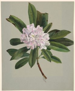 杜鹃花（最大杜鹃花） 作者 玛丽·沃克斯·沃尔科特