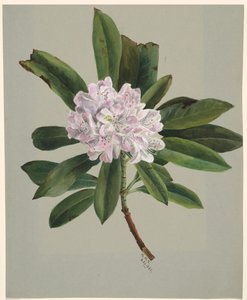 Rhododendron Rhododendron maximum, 1880. 作者 玛丽·沃克斯·沃尔科特
