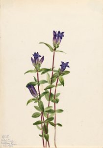 河岸龙胆（Gentiana affinis） 作者 玛丽·沃克斯·沃尔科特
