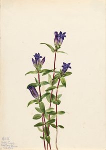 河岸龙胆 Gentiana affinis, 1924. 作者 玛丽·沃克斯·沃尔科特