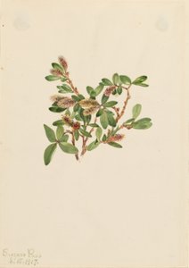 岩柳（Salix petrophila） 作者 玛丽·沃克斯·沃尔科特
