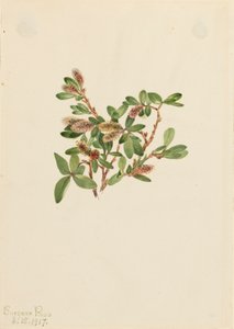 岩柳 Salix petrophila, 1917. 作者 玛丽·沃克斯·沃尔科特
