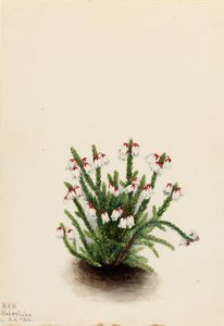 落基山仙后座（Cassiope mertensiana） 作者 玛丽·沃克斯·沃尔科特