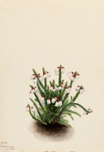 Rocky Mountain Cassiope Cassiope mertensiana, 1924. 作者 玛丽·沃克斯·沃尔科特