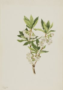 落基山杜鹃花（Rhododendron albiflorum） 作者 玛丽·沃克斯·沃尔科特