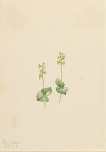 Rocky Mountain Twayblade Ophrys necrophylla, 1919. 作者 玛丽·沃克斯·沃尔科特