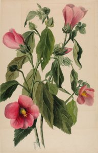 玫瑰龙胆（Sabbatia angularis） 作者 玛丽·沃克斯·沃尔科特