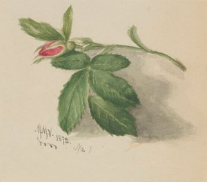 蔷薇花蕾 作者 玛丽·沃克斯·沃尔科特