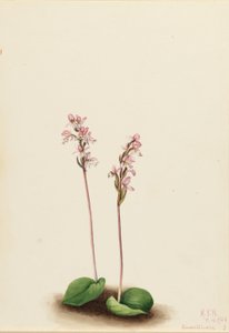 圆叶兰（Orchis rotundifolia） 作者 玛丽·沃克斯·沃尔科特