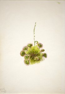 圆叶圣草（Drosera rotundifolia） 作者 玛丽·沃克斯·沃尔科特