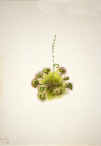 Roundleaf Sundew Drosera rotundifolia, 1933. 作者 玛丽·沃克斯·沃尔科特