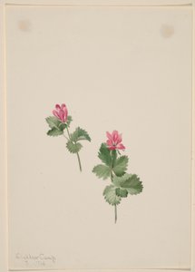 茜草 作者 玛丽·沃克斯·沃尔科特