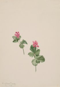 Rubus articus, 1881. 作者 玛丽·沃克斯·沃尔科特