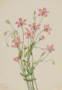 Saltmarsh Rosegentian Sabbatia stellaris, 1926. 作者 玛丽·沃克斯·沃尔科特