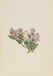 沙桃金娘（Leiophyllum lyoni） 作者 玛丽·沃克斯·沃尔科特