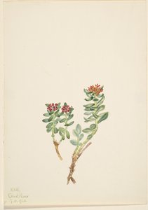 Sanifoiga adscendeus, 1920. 作者 玛丽·沃克斯·沃尔科特