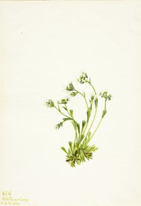 虎耳草 作者 玛丽·沃克斯·沃尔科特