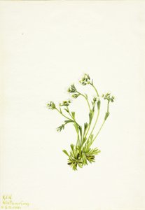 Saxifrage Saxifraga caespitosa, 1924. 作者 玛丽·沃克斯·沃尔科特