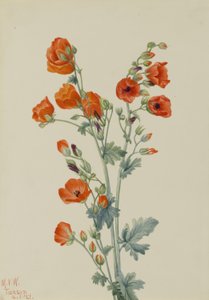 猩红球锦葵（Sphaeralcea grossulariaefolia） 作者 玛丽·沃克斯·沃尔科特