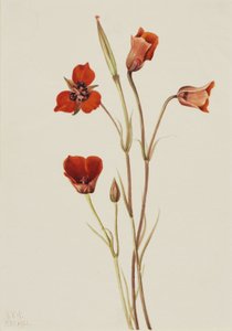 绯红姬蛙（Calochortus kennedyi） 作者 玛丽·沃克斯·沃尔科特