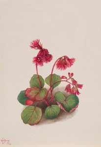 Schizocodon soldanelloides, 1936. 作者 玛丽·沃克斯·沃尔科特