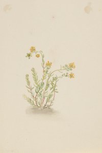 Sedum stenopetalum 作者 玛丽·沃克斯·沃尔科特