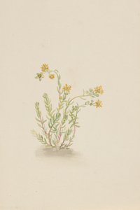 Sedum stenopetalum, c. 1917-1918. 作者 玛丽·沃克斯·沃尔科特