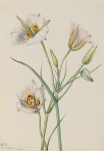 Sego Lily Calochortus nuttallii, 1933.