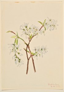 浒苔 (Amelianchier oblongifolia) 作者 玛丽·沃克斯·沃尔科特