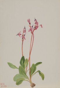 流星（Dodecatheon hendersonii） 作者 玛丽·沃克斯·沃尔科特