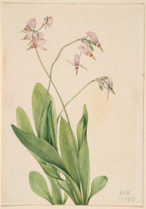 流星（Dodecatheon meadia） 作者 玛丽·沃克斯·沃尔科特